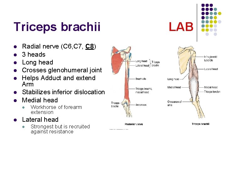 Triceps brachii l l l l Radial nerve (C 6, C 7, C 8)