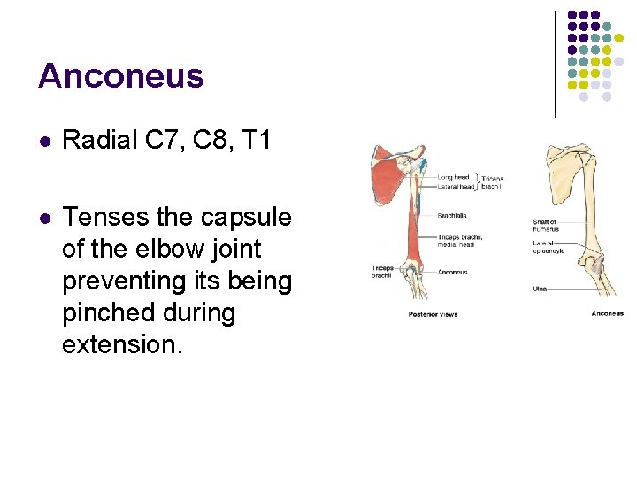 Anconeus l Radial C 7, C 8, T 1 l Tenses the capsule of