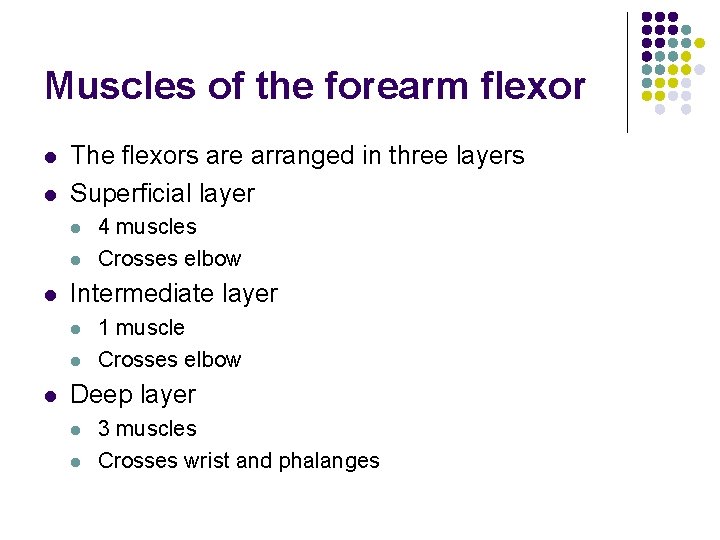 Muscles of the forearm flexor l l The flexors are arranged in three layers