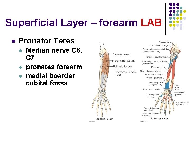 Superficial Layer – forearm LAB l Pronator Teres l l l Median nerve C