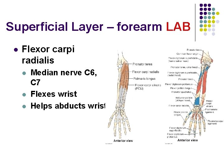 Superficial Layer – forearm LAB l Flexor carpi radialis l l l Median nerve