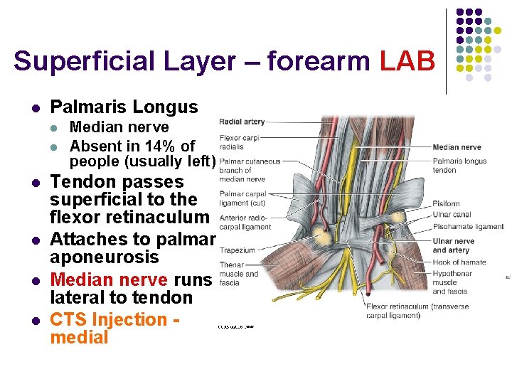 Superficial Layer – forearm LAB l Palmaris Longus l l l Median nerve Absent