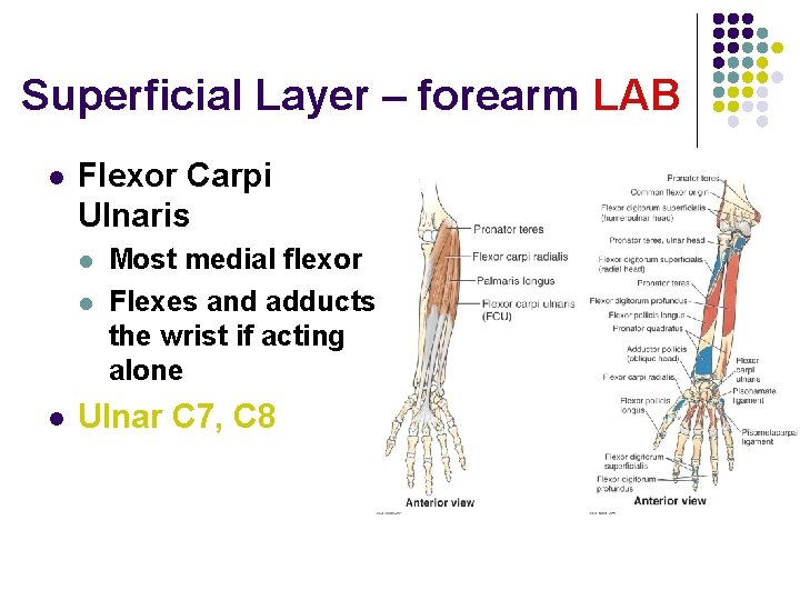 Superficial Layer – forearm LAB l Flexor Carpi Ulnaris l l l Most medial