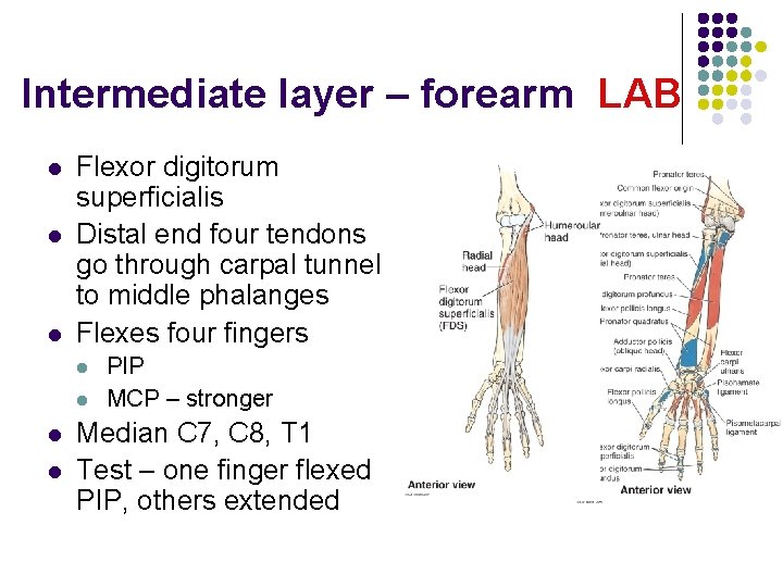Intermediate layer – forearm LAB l l l Flexor digitorum superficialis Distal end four
