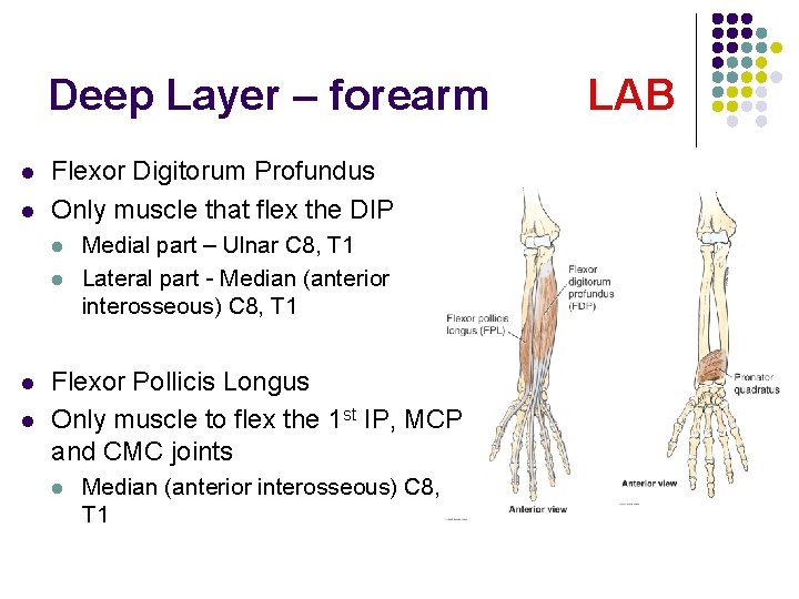 Deep Layer – forearm l l Flexor Digitorum Profundus Only muscle that flex the
