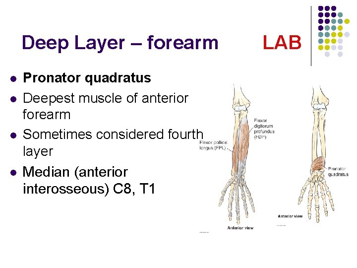 Deep Layer – forearm l l Pronator quadratus Deepest muscle of anterior forearm Sometimes