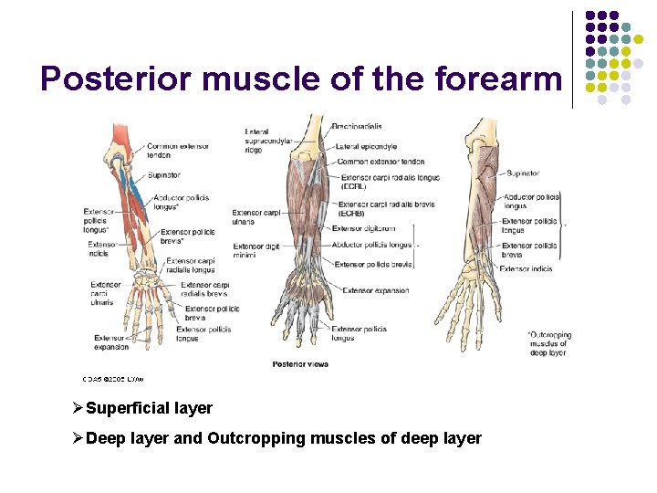 Posterior muscle of the forearm ØSuperficial layer ØDeep layer and Outcropping muscles of deep