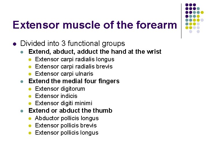 Extensor muscle of the forearm l Divided into 3 functional groups l l l