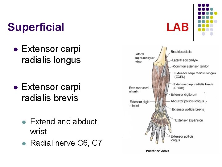Superficial l Extensor carpi radialis longus l Extensor carpi radialis brevis l l Extend