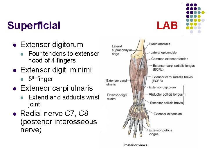 Superficial l Extensor digitorum l l Extensor digiti minimi l l 5 th finger