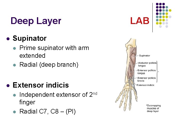 Deep Layer l Supinator l l l Prime supinator with arm extended Radial (deep