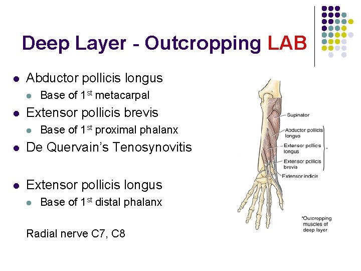 Deep Layer - Outcropping LAB l Abductor pollicis longus l l Base of 1