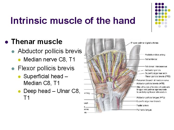 Intrinsic muscle of the hand l Thenar muscle l Abductor pollicis brevis l l