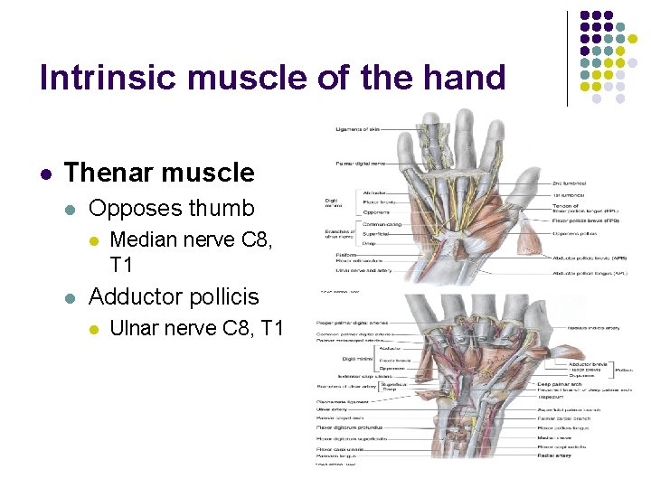 Intrinsic muscle of the hand l Thenar muscle l Opposes thumb l l Median