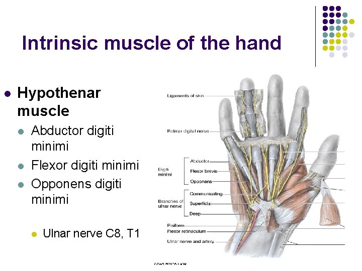 Intrinsic muscle of the hand l Hypothenar muscle l l l Abductor digiti minimi
