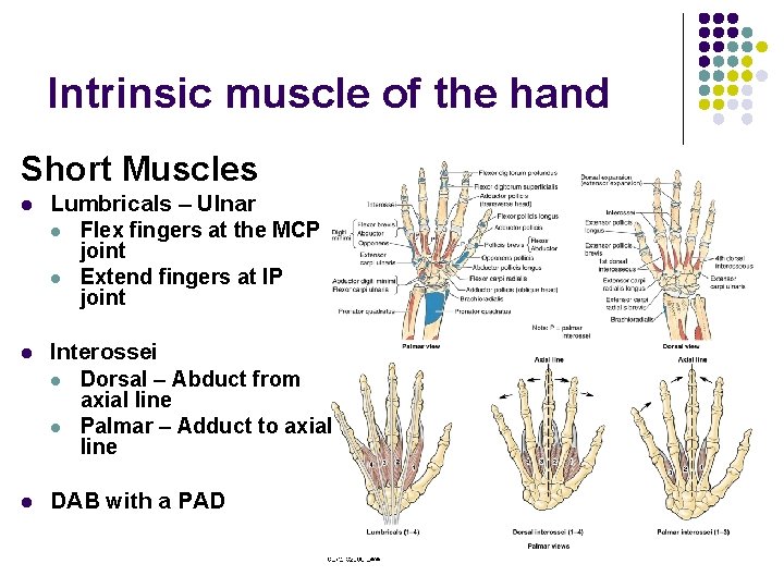 Intrinsic muscle of the hand Short Muscles l Lumbricals – Ulnar l Flex fingers
