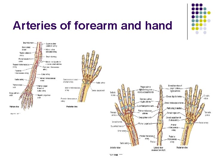 Arteries of forearm and hand 
