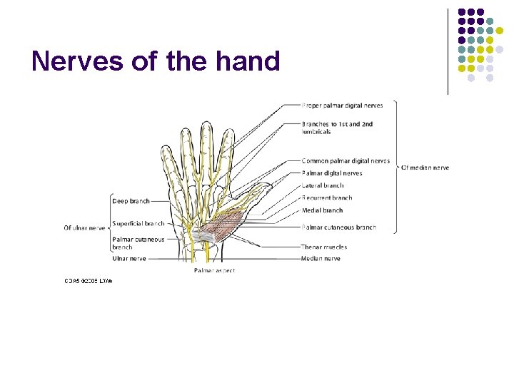 Nerves of the hand 