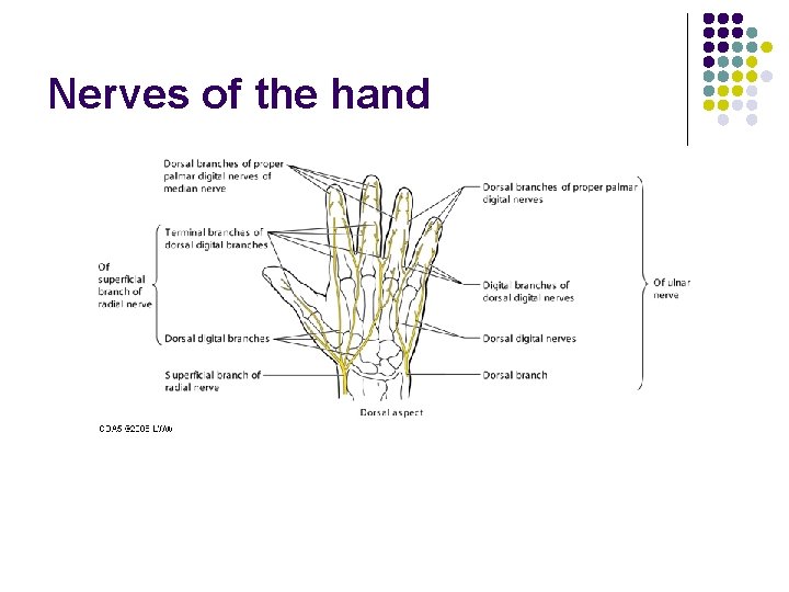 Nerves of the hand 