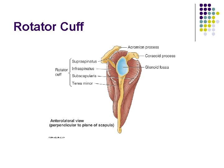 Rotator Cuff 