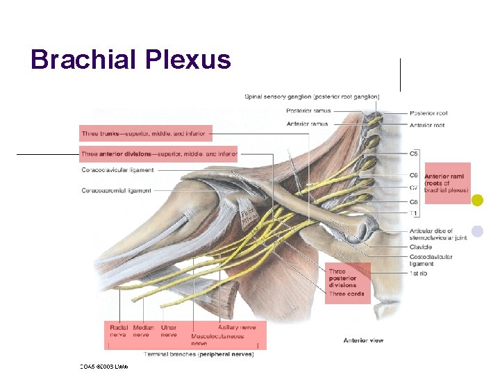Brachial Plexus 