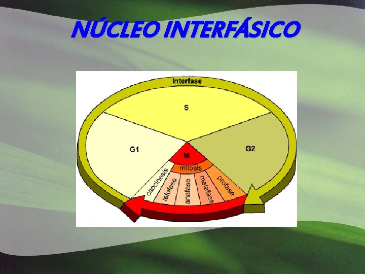 NÚCLEO INTERFÁSICO 