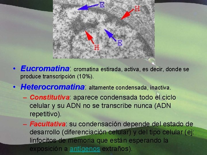  • Eucromatina: Eucromatina estirada, activa, es decir, donde se produce transcripción (10%). •