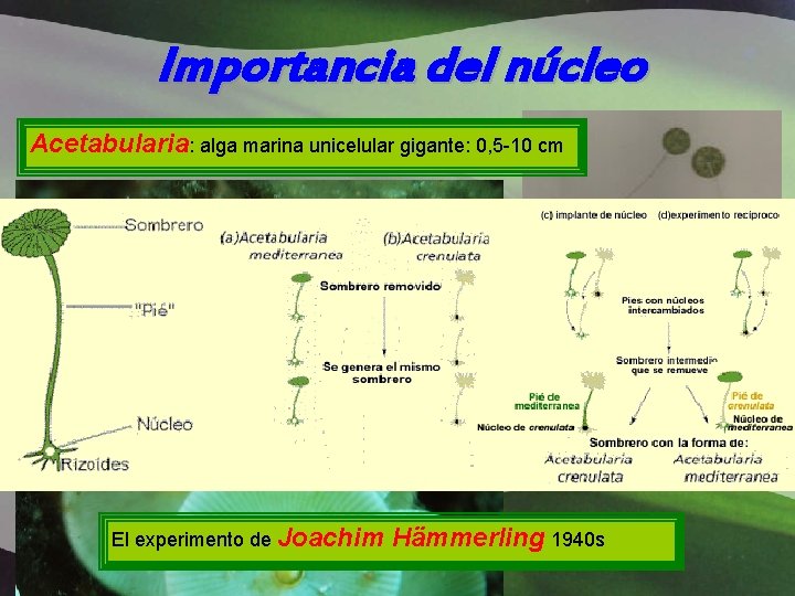 Importancia del núcleo Acetabularia: alga marina unicelular gigante: 0, 5 -10 cm El experimento