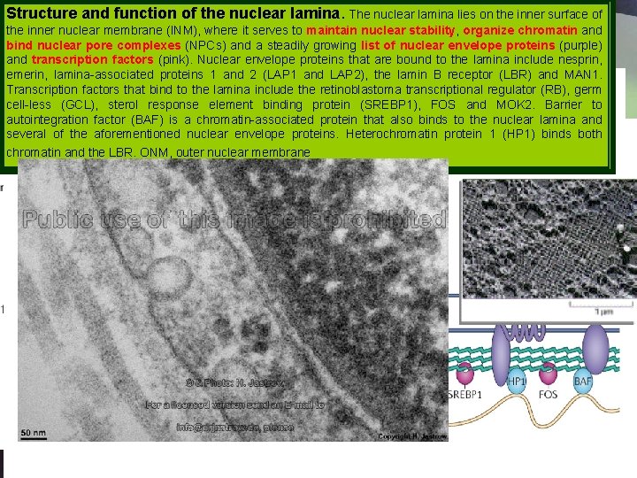 Structure and function of the nuclear lamina. The nuclear lamina lies on the inner