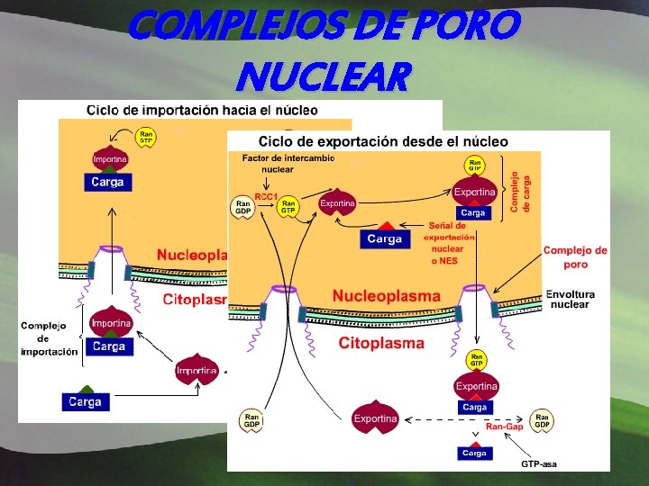 COMPLEJOS DE PORO NUCLEAR El poro tiene un diámetro efectivo de 10 nm. El