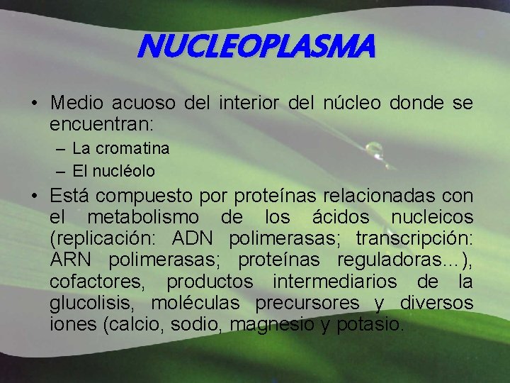 NUCLEOPLASMA • Medio acuoso del interior del núcleo donde se encuentran: – La cromatina