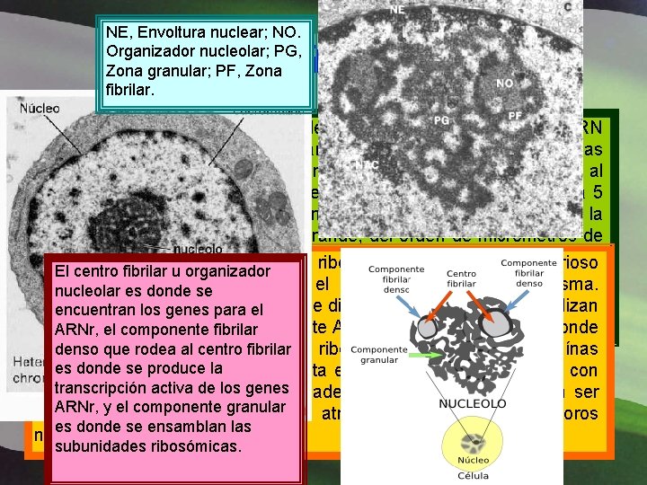 NE, Envoltura nuclear; NO. Organizador nucleolar; PG, Zona granular; PF, Zona fibrilar. NUCLÉOLO El