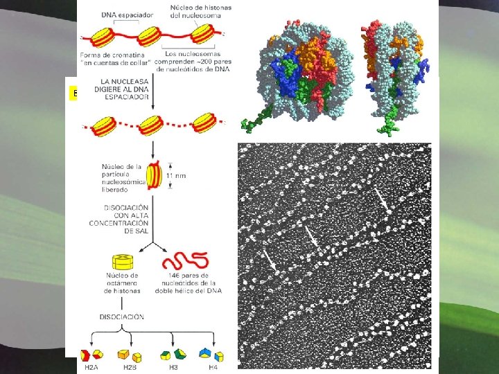 CROMATINA 