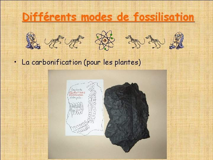  Différents modes de fossilisation • La carbonification (pour les plantes) 