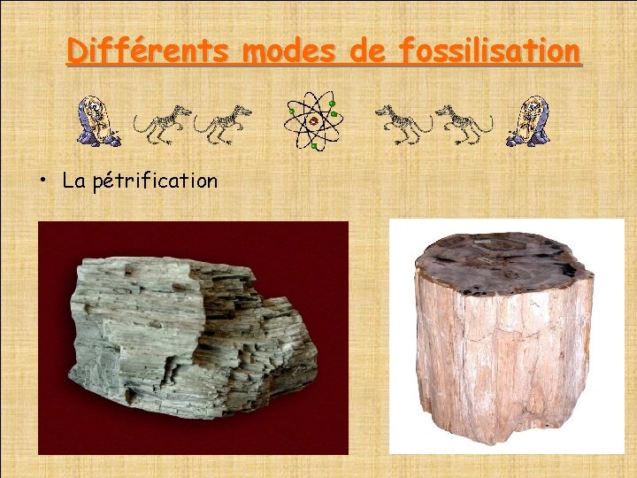  Différents modes de fossilisation • La pétrification 