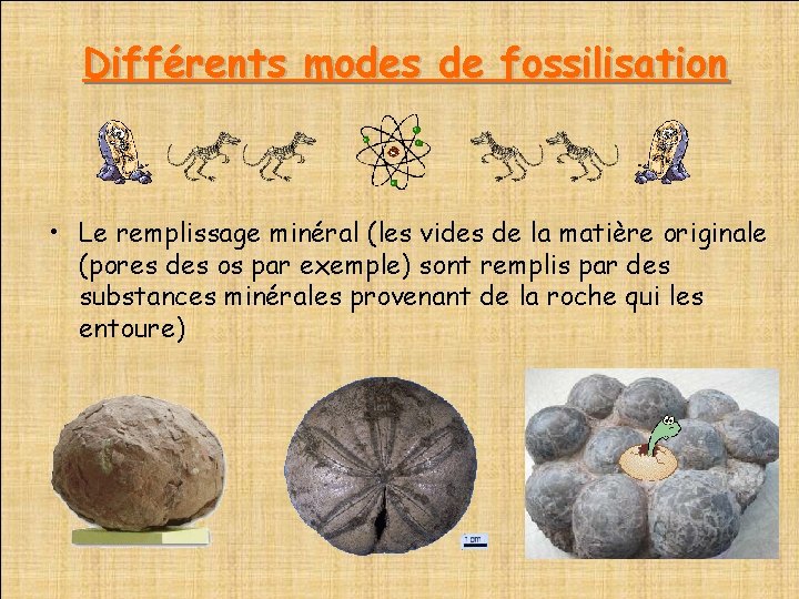  Différents modes de fossilisation • Le remplissage minéral (les vides de la matière