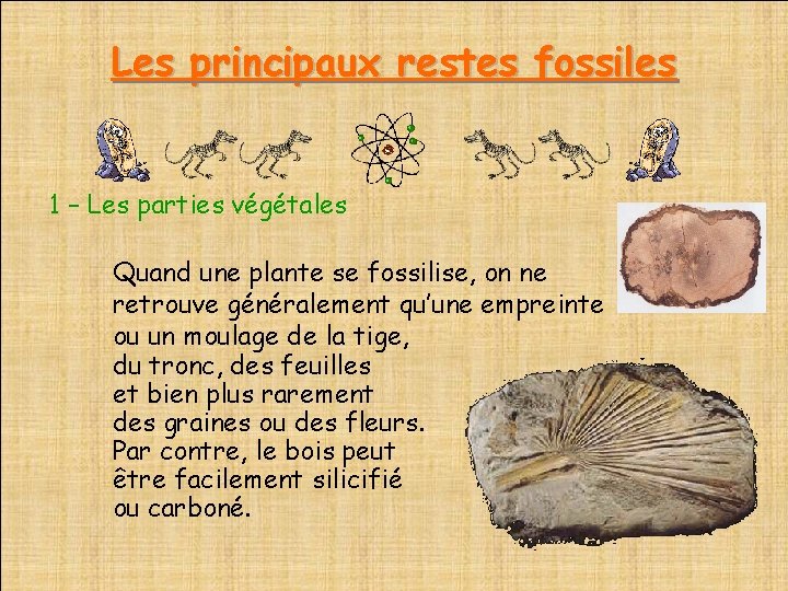 Les principaux restes fossiles 1 – Les parties végétales Quand une plante se fossilise,