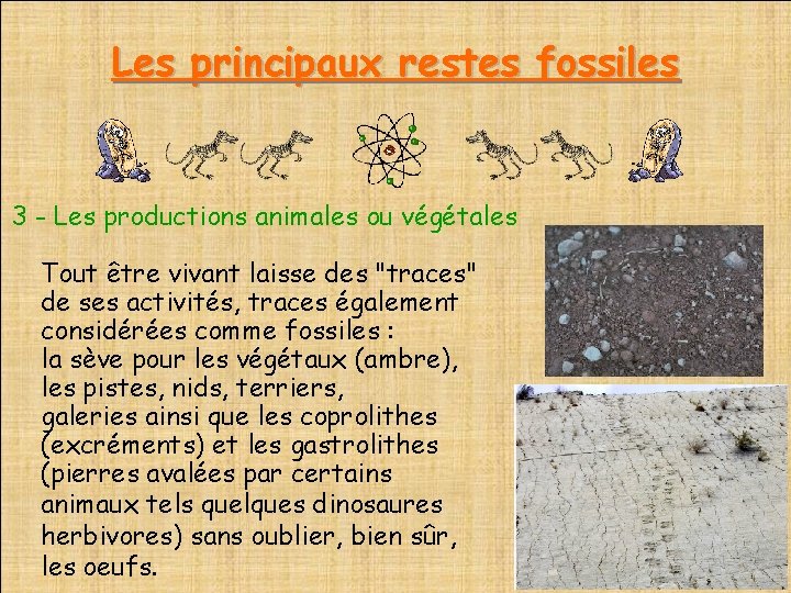 Les principaux restes fossiles 3 - Les productions animales ou végétales Tout être vivant