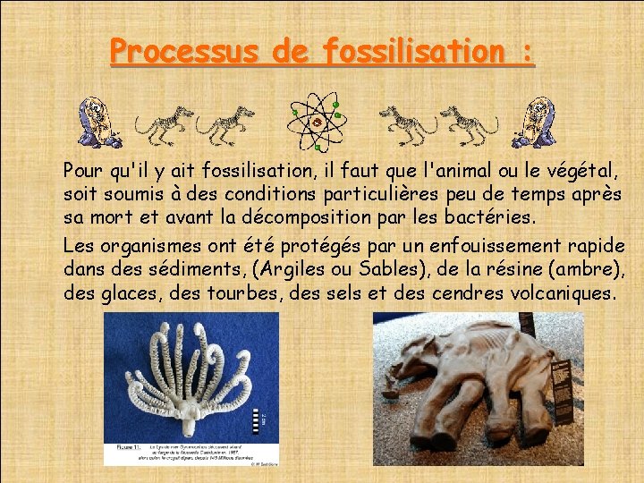 Processus de fossilisation : Pour qu'il y ait fossilisation, il faut que l'animal ou