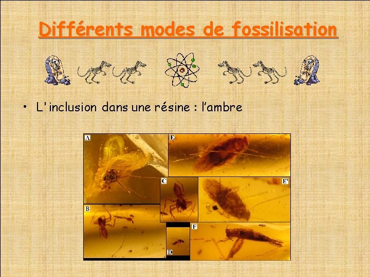  Différents modes de fossilisation • L'inclusion dans une résine : l’ambre 