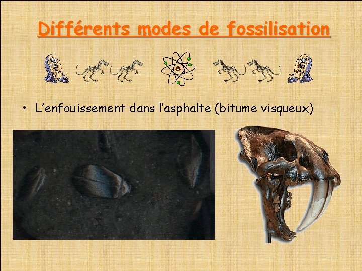  Différents modes de fossilisation • L’enfouissement dans l’asphalte (bitume visqueux) 