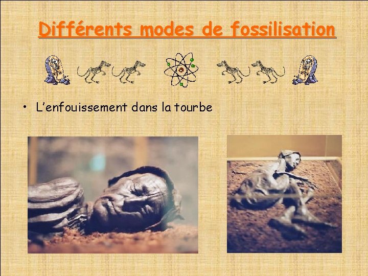  Différents modes de fossilisation • L’enfouissement dans la tourbe 