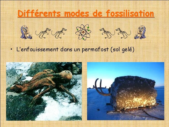  Différents modes de fossilisation • L’enfouissement dans un permafost (sol gelé) 