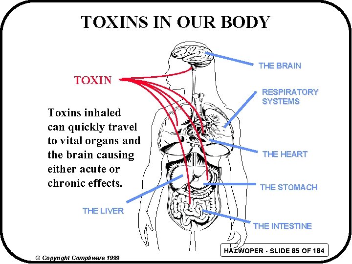 TOXINS IN OUR BODY THE BRAIN TOXIN Toxins inhaled can quickly travel to vital