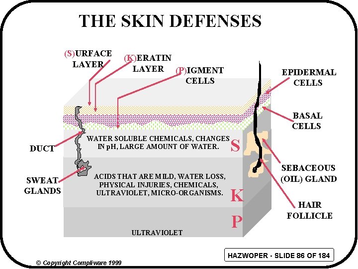 THE SKIN DEFENSES (S)URFACE LAYER (K)ERATIN LAYER (P)IGMENT CELLS EPIDERMAL CELLS BASAL CELLS DUCT