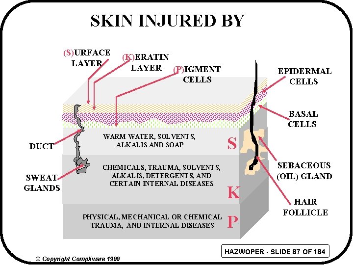 SKIN INJURED BY (S)URFACE LAYER (K)ERATIN LAYER (P)IGMENT CELLS EPIDERMAL CELLS BASAL CELLS DUCT