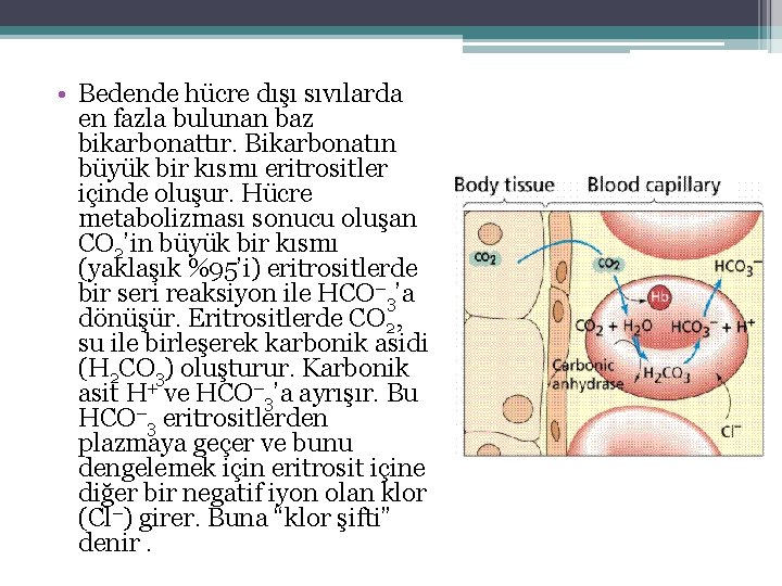  • Bedende hücre dışı sıvılarda en fazla bulunan baz bikarbonattır. Bikarbonatın büyük bir