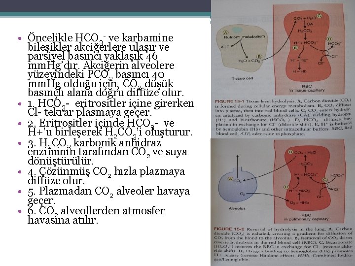  • Öncelikle HCO 3 - ve karbamine bileşikler akciğerlere ulaşır ve parsiyel basıncı