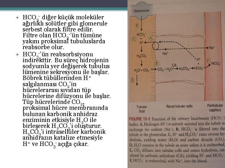  • HCO 3 - diğer küçük moleküler ağırlıklı solütler gibi glomerule serbest olarak