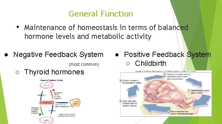 General Function • Maintenance of homeostasis in terms of balanced hormone levels and metabolic